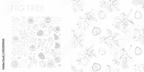 Botanical illustration of fig tree branches fruit and leaves