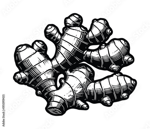 Vector of fresh ginger roots with distinct texture and natural appearance