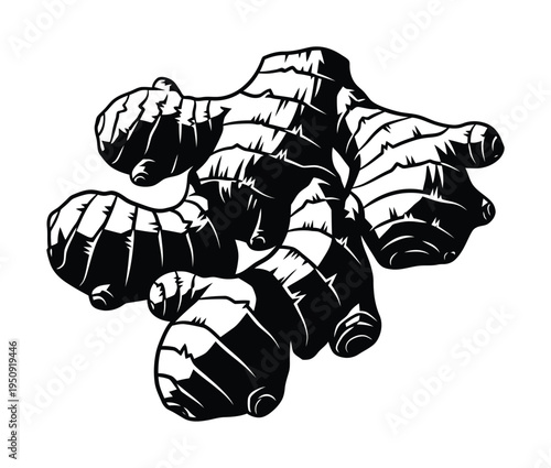 Vector of a ginger root with textured appearance and distinct shape