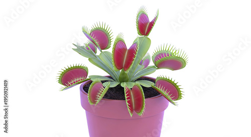 Venus Flytrap Plant in a Pot