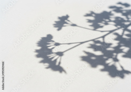 Cherry blossom branch shadow on washi paper with deep focus