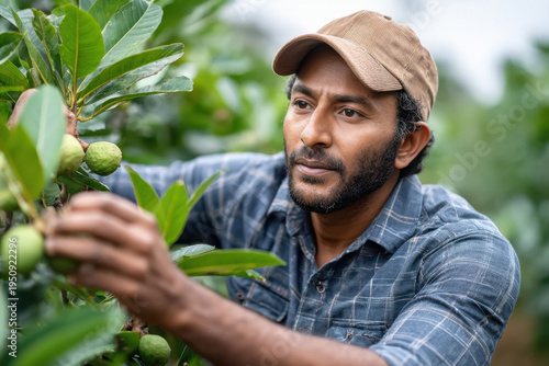 close up of farmer picking guava from branch
