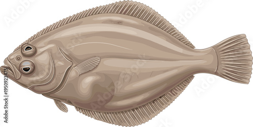 Realistic flounder flatfish illustration with detailed fins and texture, marine seafood animal vector isolated on light background