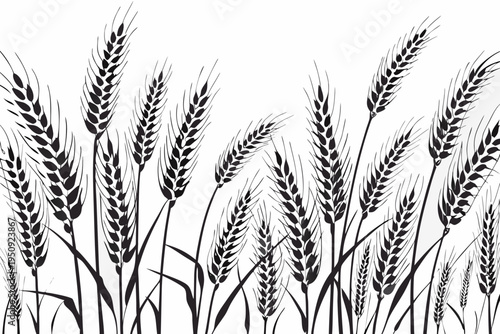 A detailed black and white illustration of ripening wheat stalks
