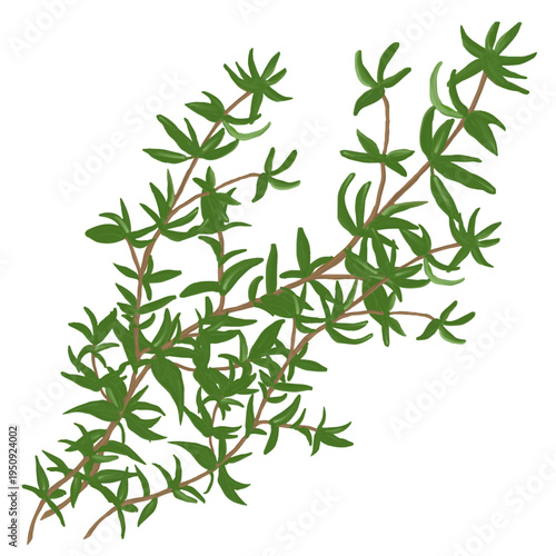 優しいタッチのハーブイラスト タイム / Herbal Illustrationswith a Gentle Touch -thyme