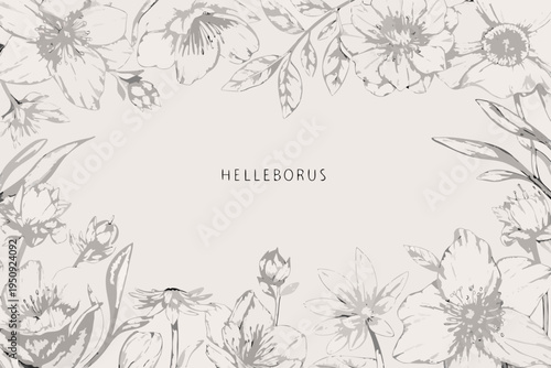 Bild auf Leinwand Delicate floral illustration of hellebores with botanical line work