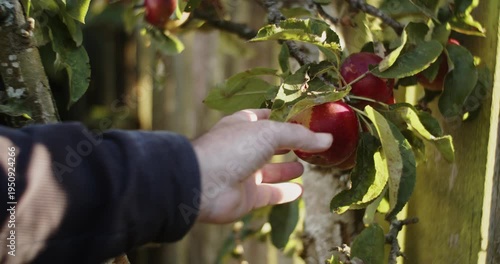 Apples being picked from a tree in slow motion