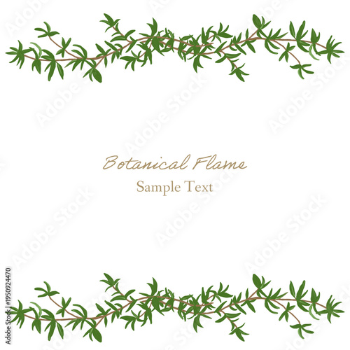 タイムのボタニカルフレーム / botanical frame -thyme	