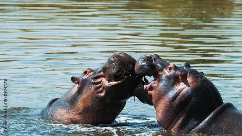 Male hippos open mouth wide jump out of water and fight in Mara river with brown muddy water. Hippopotamus rival contend in swamps ponds. Wild animals in natural habitat. African nature reservation