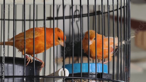 Close-up shot of an orange canary bird eating from a blue feeder inside its enclosure, showcasing pet care.