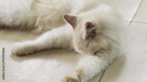 A soft cream-colored long-haired cat lying down comfortably on a light wooden floor, relaxing in the shade.