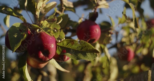 Close on some apples on a tree ready for harvest