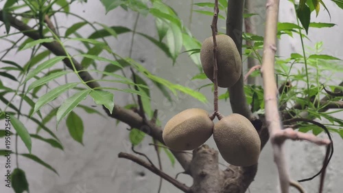 A cluster of brown, oval-shaped tropical fruits hanging from a leafy green tree branch in a garden.