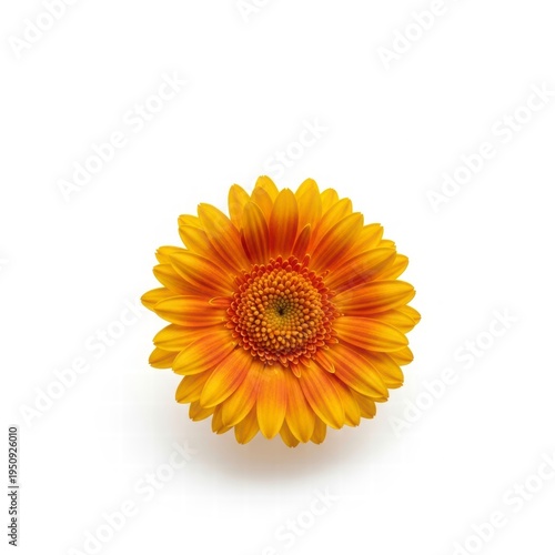 Radiant Sunflower: A close-up view of a vibrant sunflower, showcasing its intricate petals and rich colors, embodying the beauty of nature.