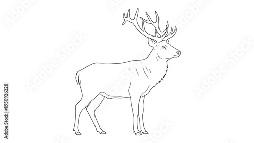 Majestic Deer Standing Wildlife Animal Minimal Line Art Illustration with Detailed Antlers and Natural Forest Character