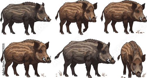 Wild boar animal collection with different poses, realistic forest wildlife mammal vector illustration set isolated background