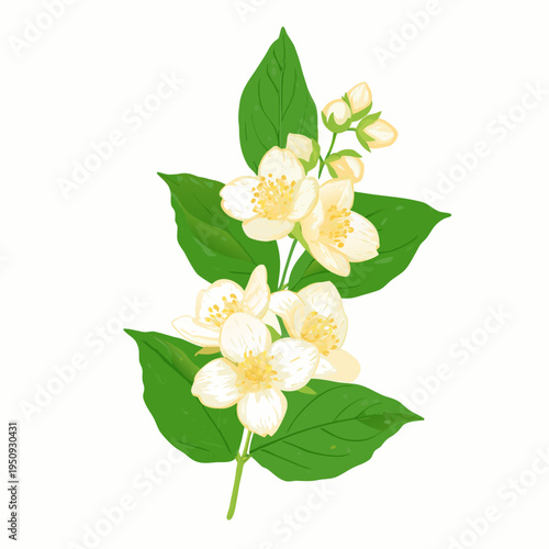 A delicate illustration of blooming jasmine flowers and lush green leaves