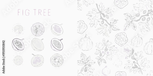 Fig tree illustrations fruits leaves and cross sections in a pattern