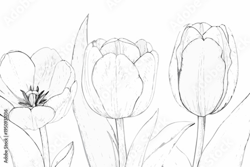 Delicate sketch of three tulips with detailed petals and stems