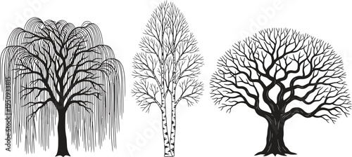Diverse collection of bare tree silhouettes featuring a weeping willow tall deciduous and broad oak rendered as detailed black and white vector illustrations isolated on white