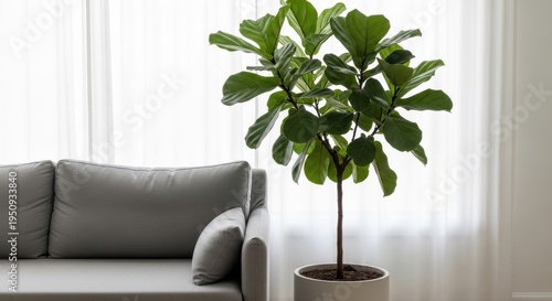 Large potted fiddle leaf fig tree adding a touch of natural elegance to a modern living room interior