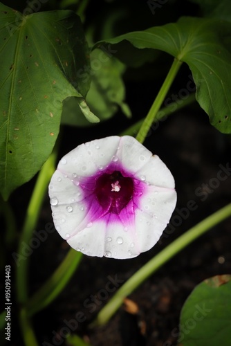 Close up shot of pretty sweet potato flower with morning dew in natural light.
