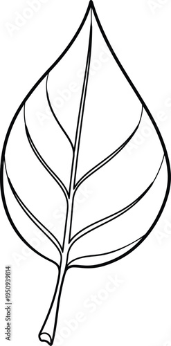 A black and white drawing of a leaf