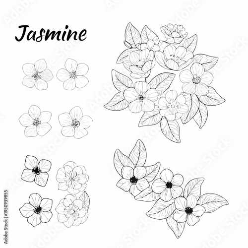 Delicate jasmine flower sketches arranged in a botanical illustration style