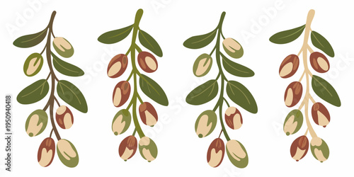 Olive branches with varying stages of fruit ripeness displayed vertically