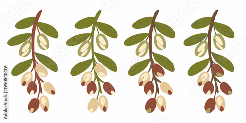 Stylized illustration of olive branches with varying fruit maturity levels