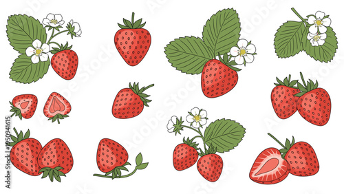Comprehensive set of strawberry illustrations features whole berries, halves, leaves, and white flowers in a detailed hand-drawn style.