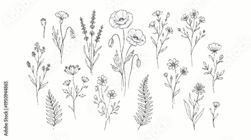 A collection of various wildflowers and plants.