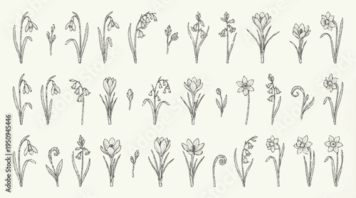 Collection of various flower line drawings.