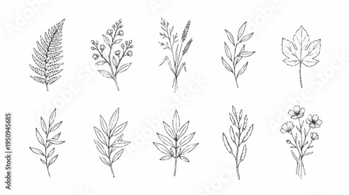 A collection of various leafy plant illustrations.