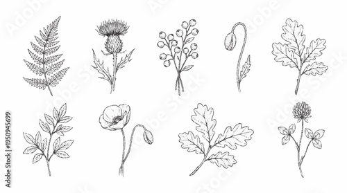 A collection of various plant illustrations.