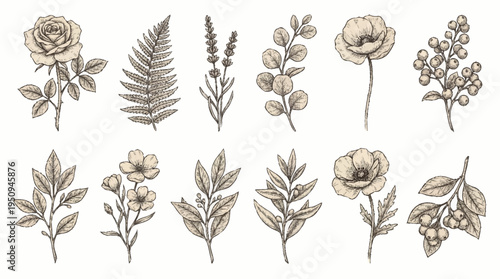 A collection of various botanical illustrations of flowers and leaves.