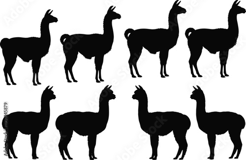 Black Silhouette Collection of Llamas and Alpacas Standing in Various Poses Isolated on White Background for Farm Animal Vector Graphic Design