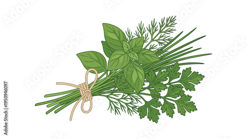 Fresh Culinary Herbs Bunch Tied with String Illustration