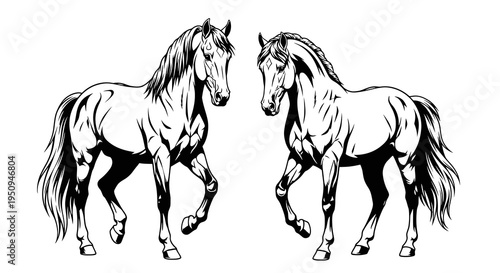 Black and White Line Art Illustration of Two Majestic Horses