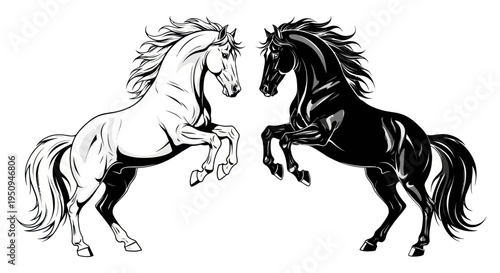Black and White Horses Rearing - Vector Art Illustration