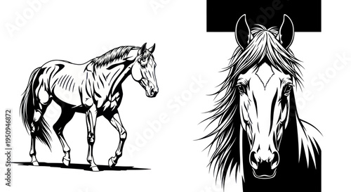 Black and White Line Art Horse Illustration - Majestic Equine Profile