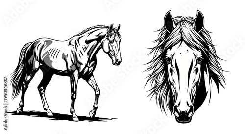 Black and White Line Art Horse and Horse Head Vector