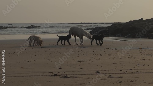 Dog and puppy on the beach