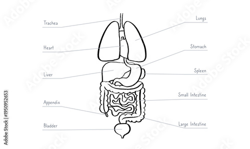 Internal Organs Sketch
