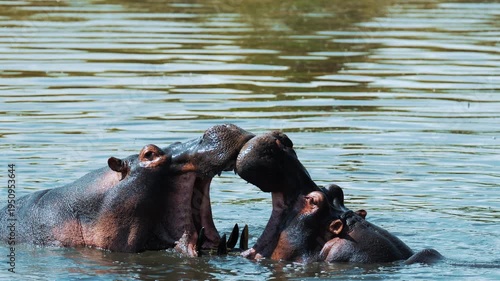 Male hippos open mouth wide jump out of water and fight in Mara river with brown muddy water. Hippopotamus rival contend in swamps ponds. Wild animals in natural habitat. African nature reservation