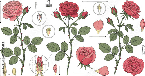 Botanical Rose Flower Anatomy Illustration Set with Detailed Garden Rose Plant, Petals, Buds, Leaves, and Scientific Study Elements for Floral and Botanical Design