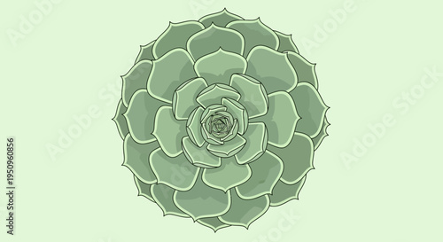 Green Succulent Plant Close Up.