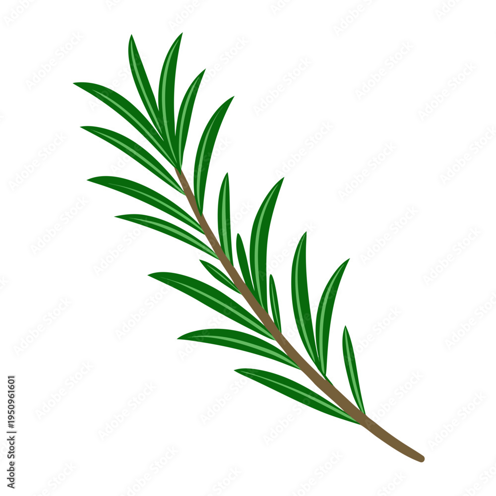 Obraz premium Vector rosemary branch illustration