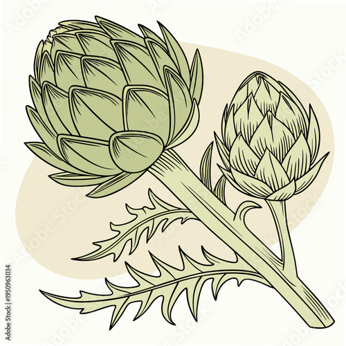 Vector illustration of two green artichokes