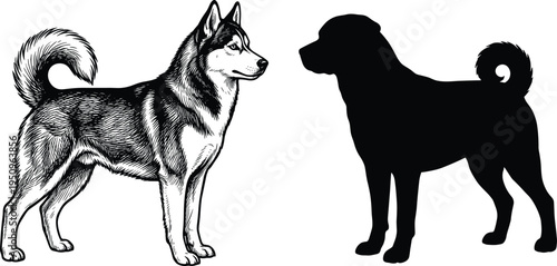 Siberian Husky Woodcut Engraving and Rottweiler Silhouette Vector Set Isolated on White Background for Dog Breed Graphics and Pet Design Elements